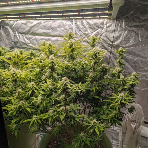 Apples and Bananas growlog photo: Start week 5
