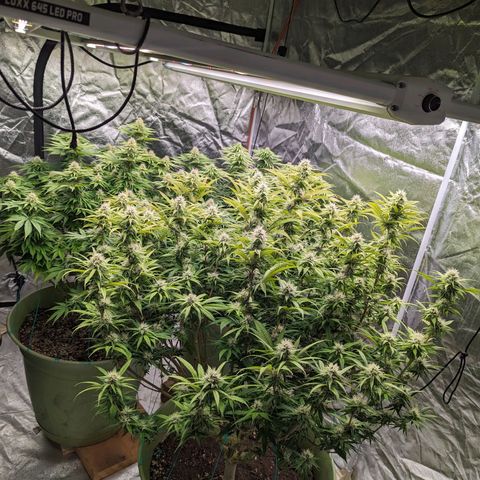 Apples and Bananas growlog photo: Start week 5