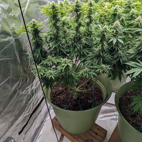 CBD Chronic growlog timeline photo