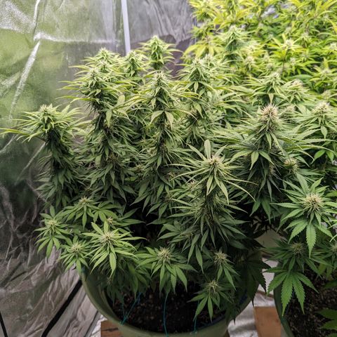 CBD Chronic growlog timeline photo