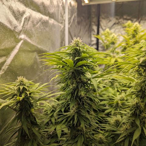 CBD Chronic growlog timeline photo