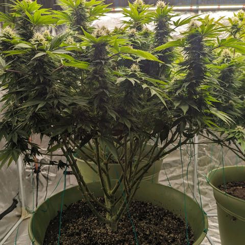 CBD Chronic #2 growlog timeline photo