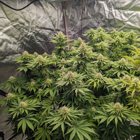 CBD Chronic #2 growlog timeline photo