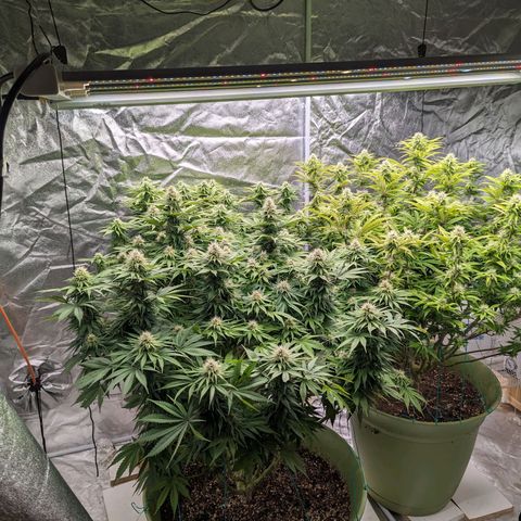 CBD Chronic #2 growlog timeline photo