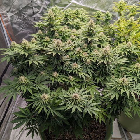 CBD Chronic #2 growlog timeline photo