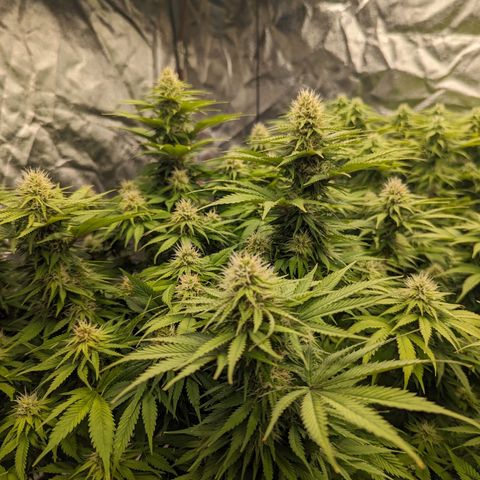 CBD Chronic #2 growlog timeline photo