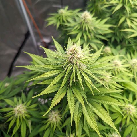 CBD Chronic #2 growlog timeline photo
