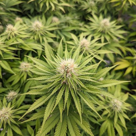 CBD Chronic #2 growlog timeline photo