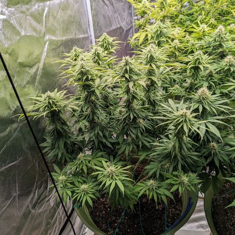 CBD Chronic growlog timeline photo