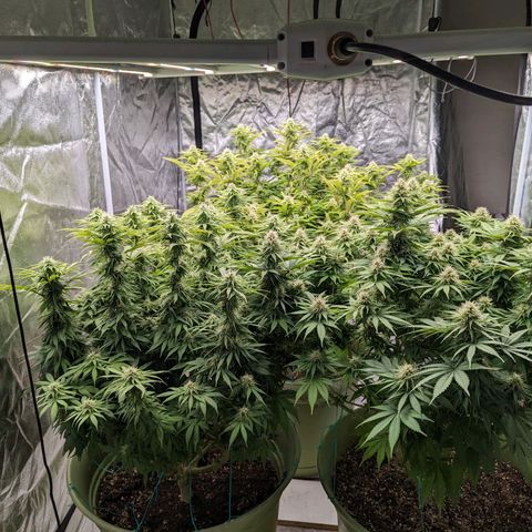 CBD Chronic growlog timeline photo