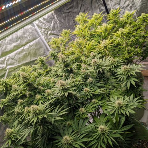 CBD Chronic #2 growlog timeline photo