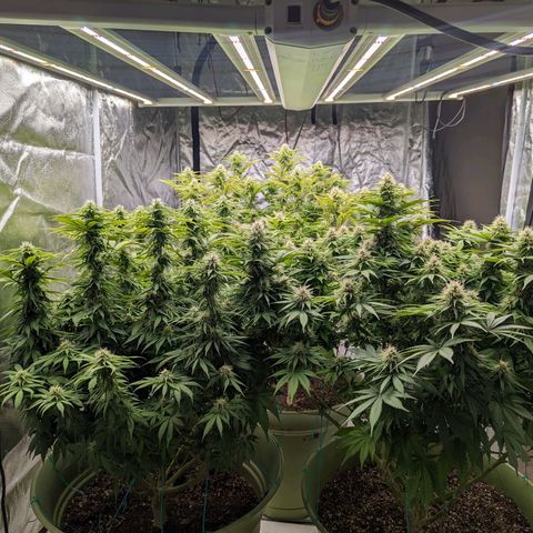 CBD Chronic growlog timeline photo