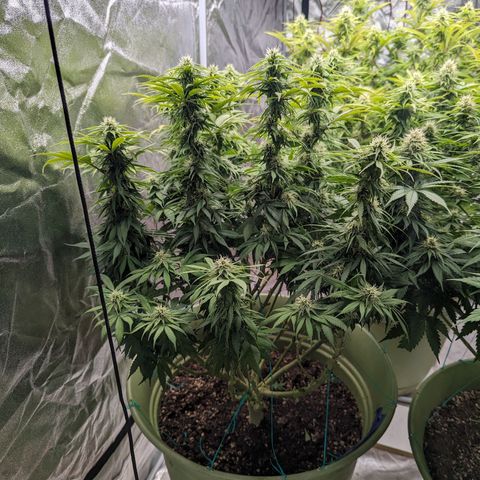 CBD Chronic growlog timeline photo