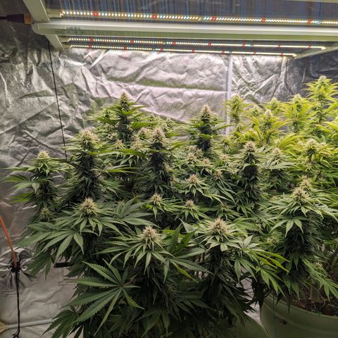CBD Chronic #2 growlog timeline photo