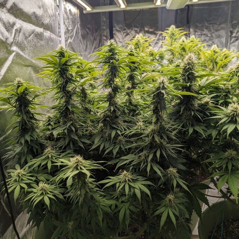 CBD Chronic growlog timeline photo