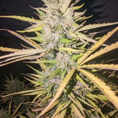 Auto Sweet Tooth growlog timeline photo