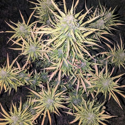 Auto Sweet Tooth growlog timeline photo