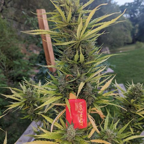 Auto Sweet Tooth growlog timeline photo
