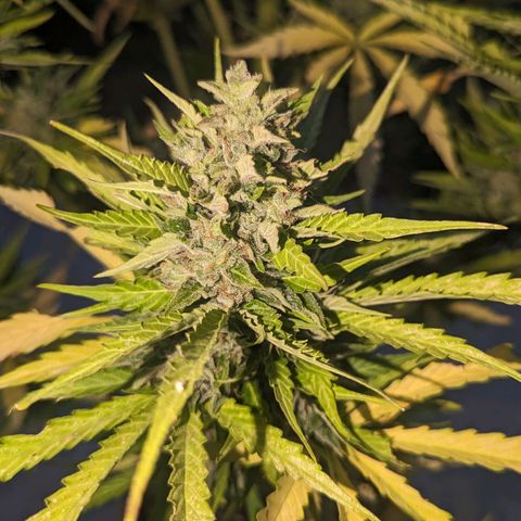 Auto Sweet Tooth growlog timeline photo