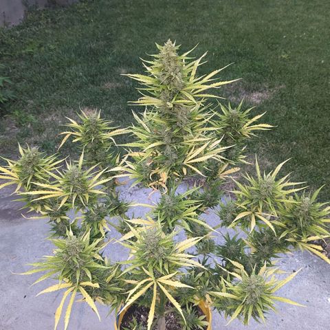Auto Sweet Tooth growlog timeline photo