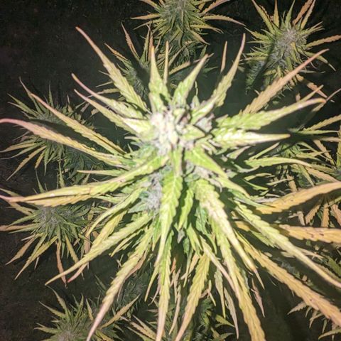 Auto Sweet Tooth growlog timeline photo