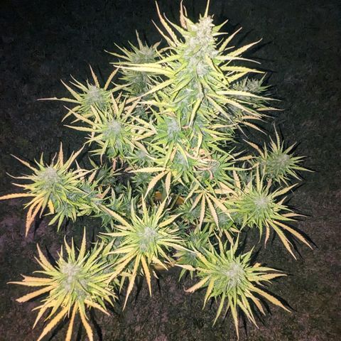Auto Sweet Tooth growlog timeline photo