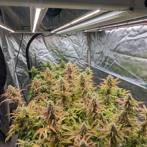Apples and Bananas growlog timeline photo