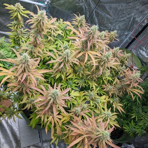 Apples and Bananas growlog timeline photo
