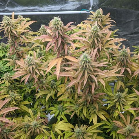 Apples and Bananas growlog timeline photo
