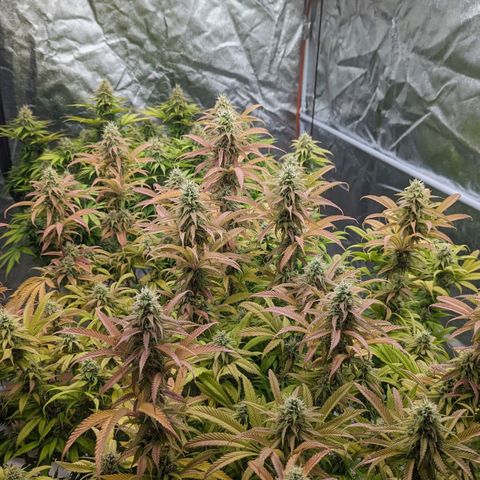 Apples and Bananas growlog timeline photo