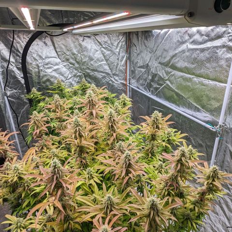Apples and Bananas growlog timeline photo