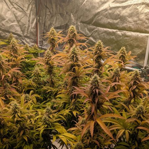 Apples and Bananas growlog timeline photo