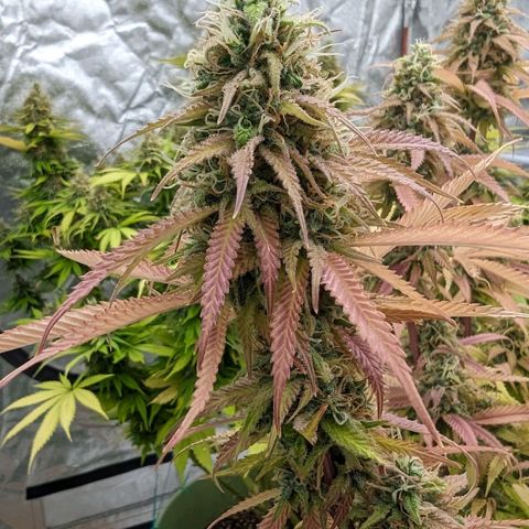 Apples and Bananas growlog timeline photo