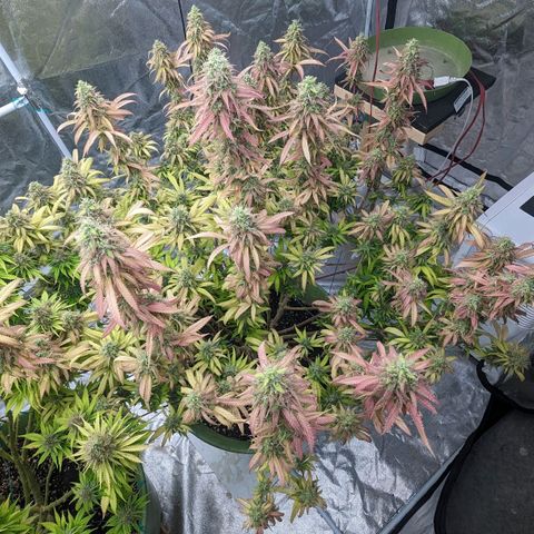 Apples and Bananas growlog timeline photo