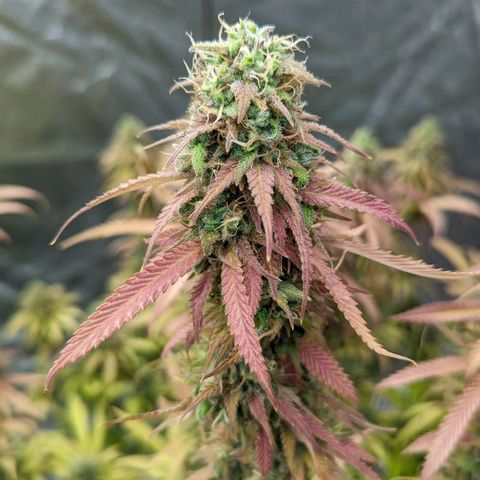 Apples and Bananas growlog timeline photo