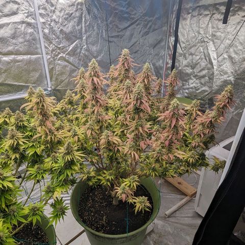 Apples and Bananas growlog timeline photo