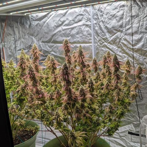 Apples and Bananas growlog timeline photo