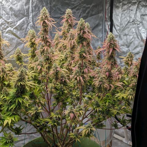 Apples and Bananas growlog timeline photo