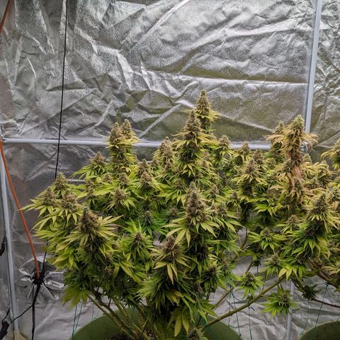 CBD Chronic #2 growlog timeline photo