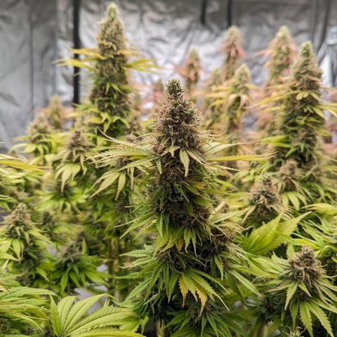 CBD Chronic #2 growlog timeline photo