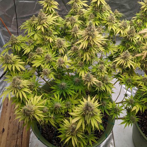 CBD Chronic #2 growlog timeline photo