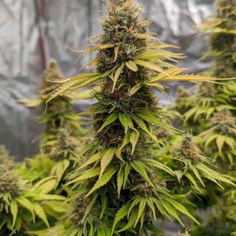CBD Chronic #2 growlog timeline photo