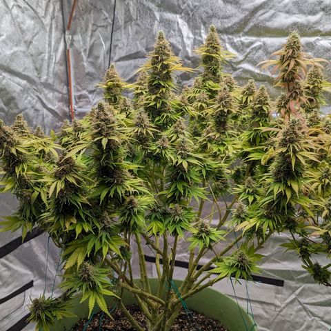 CBD Chronic #2 growlog timeline photo