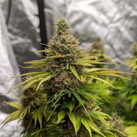 CBD Chronic #2 growlog timeline photo