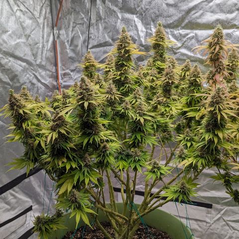 CBD Chronic #2 growlog timeline photo