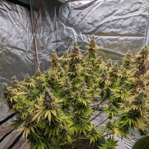 CBD Chronic growlog timeline photo
