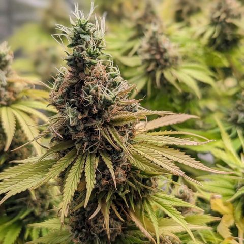 CBD Chronic growlog timeline photo