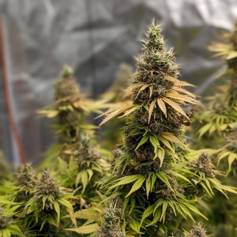 CBD Chronic growlog timeline photo