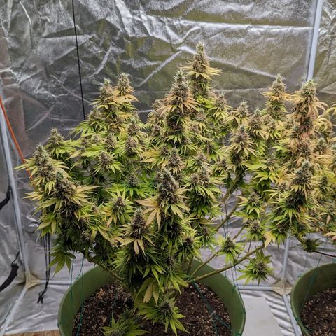 CBD Chronic growlog timeline photo