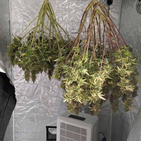 Apples and Bananas growlog timeline photo
